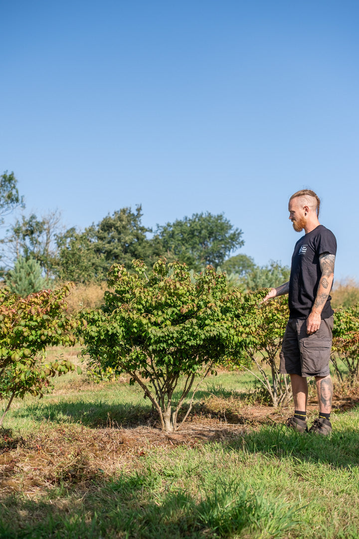 Euonymus alatas 'Chicago fire' NWT Products 25 26 0002