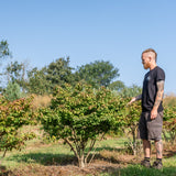 Euonymus alatas 'Chicago fire' NWT Products 25 26 0002