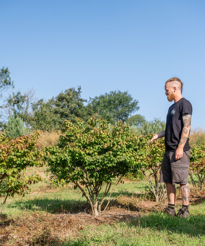 Euonymus alatas 'Chicago fire' NWT Products 25 26 0002