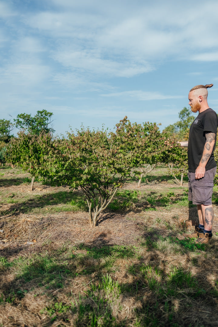 Euonymus alatas NWT Products 25 26 0003 Edit