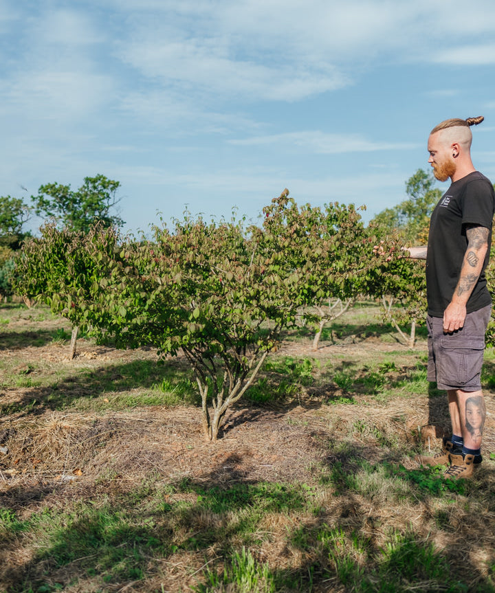 Euonymus alatas NWT Products 25 26 0003 Edit