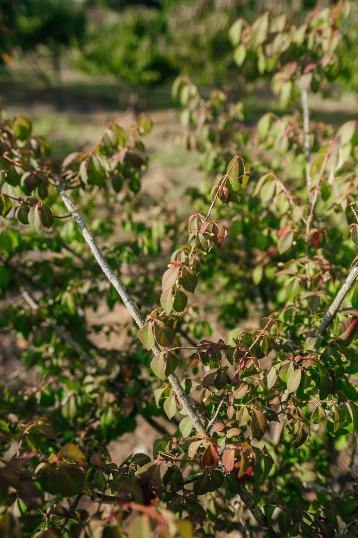 Euonymus alatas NWT Products 25 26 0006