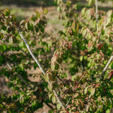 Euonymus alatas NWT Products 25 26 0006