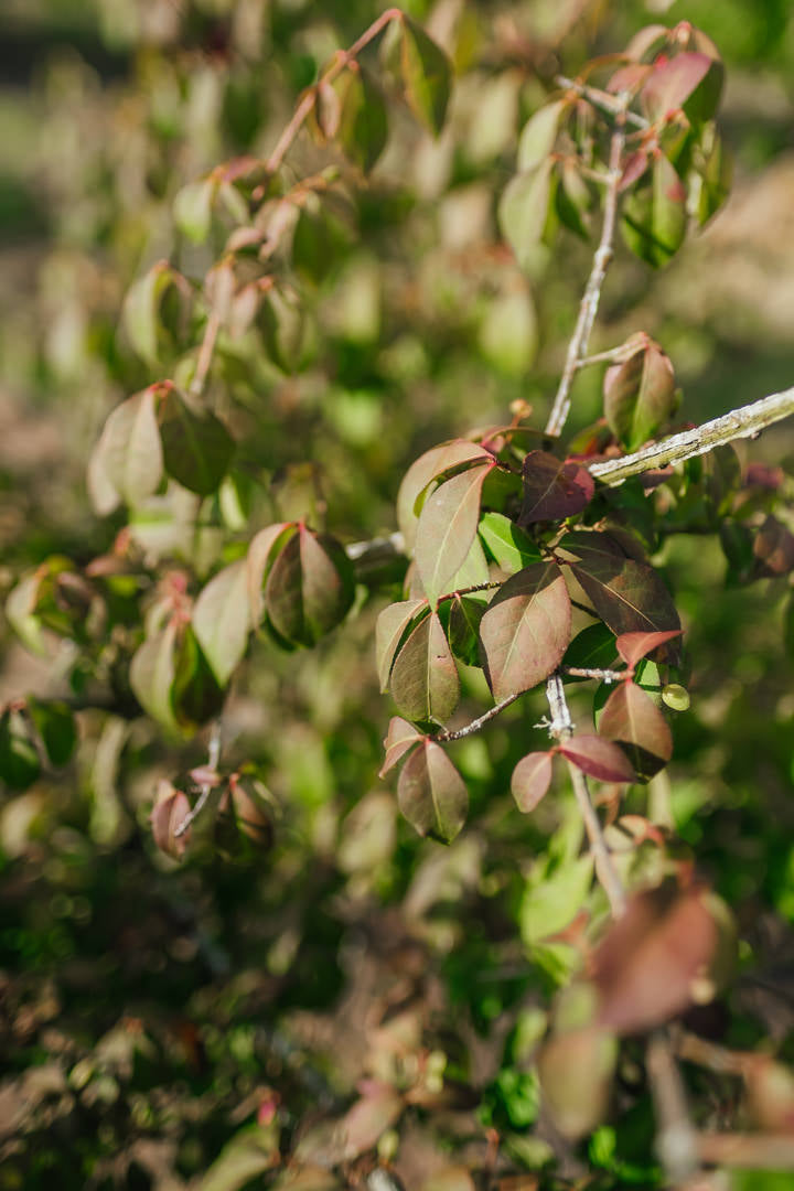 Euonymus alatas NWT Products 25 26 0008