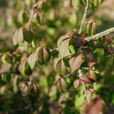 Euonymus alatas NWT Products 25 26 0008