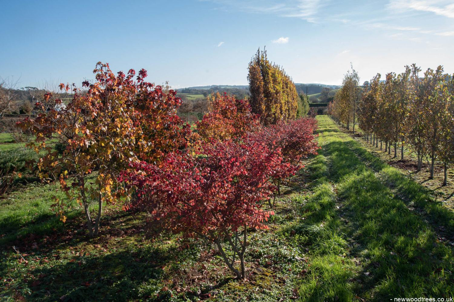 Euonymus alatus 1500x1001 1