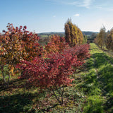 Euonymus alatus 1500x1001 1