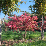 Euonymus alatus 2 1 1663x2491 1