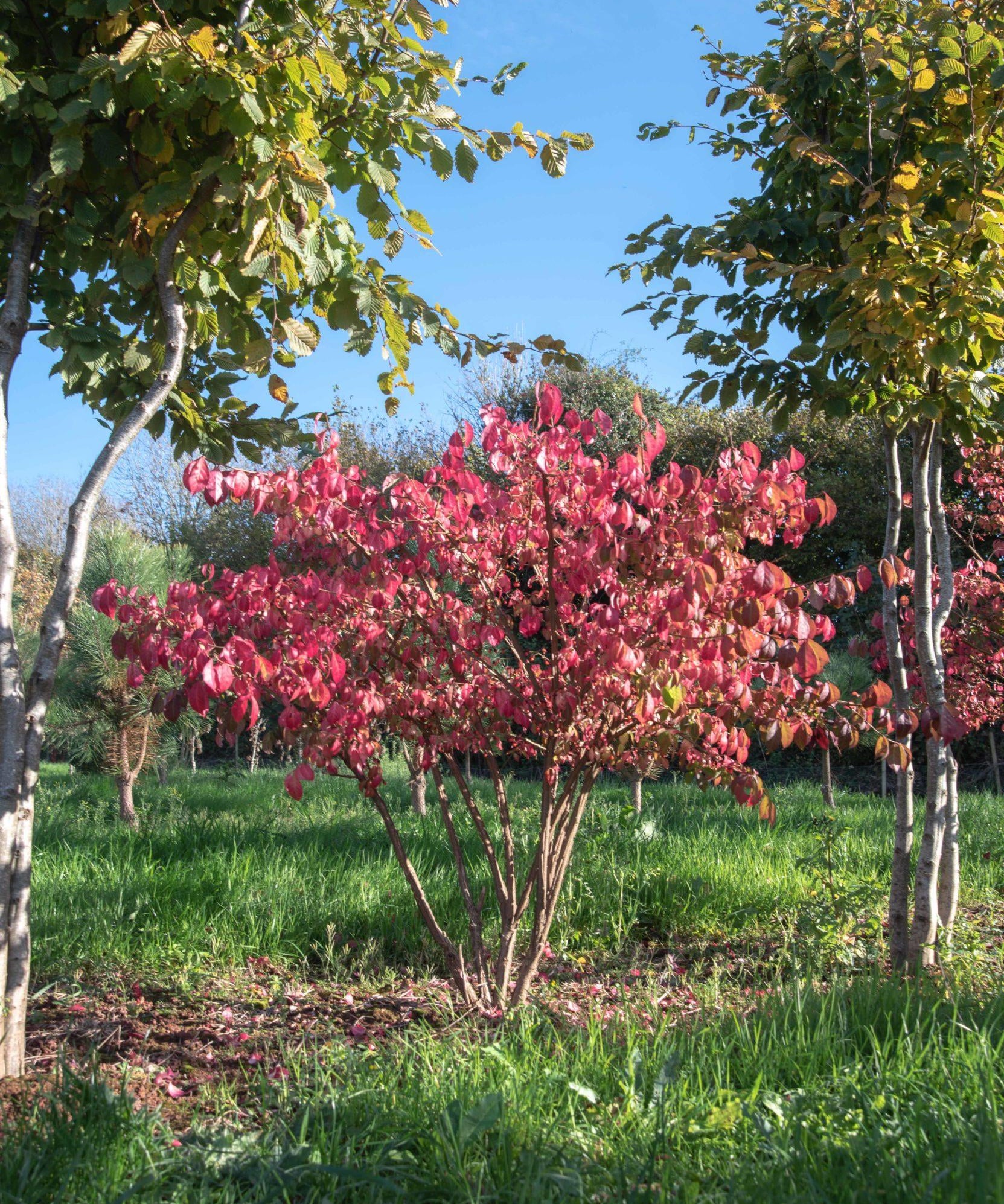 Euonymus alatus 2 1 1663x2491 1