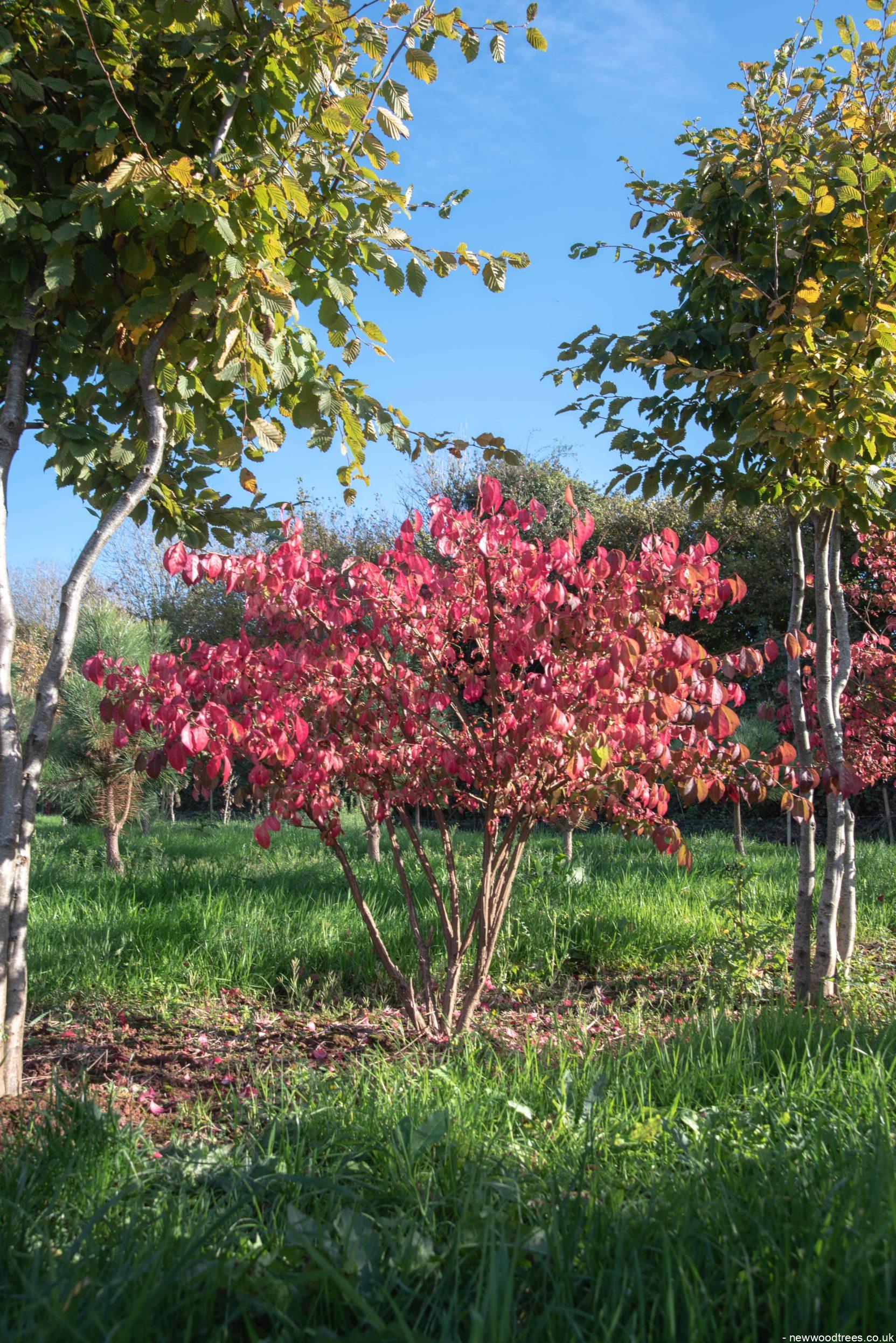 Euonymus alatus 2 1 1663x2491 1