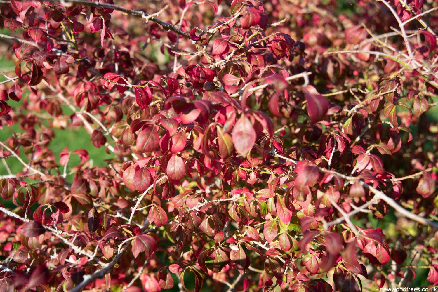Euonymus alatus 2 1500x1001 1
