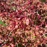 Euonymus alatus 2 1500x1001 1