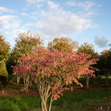 Euonymus alatus 3 1 1663x2491 1