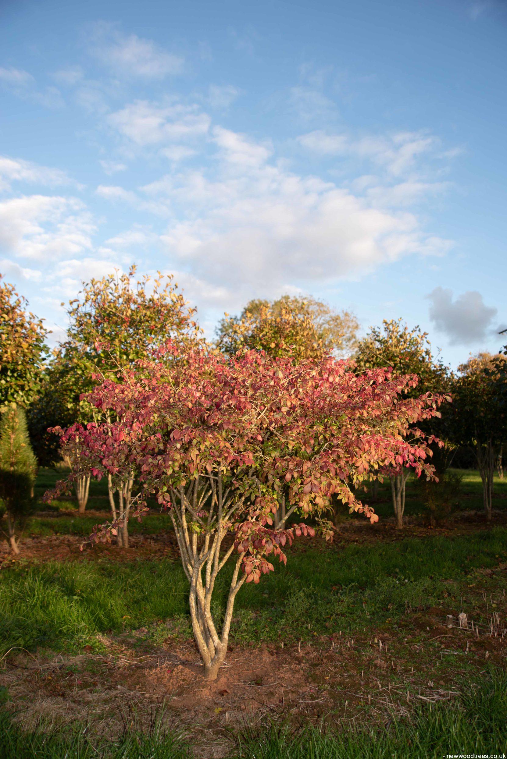 Euonymus alatus 3 1 1663x2491 1