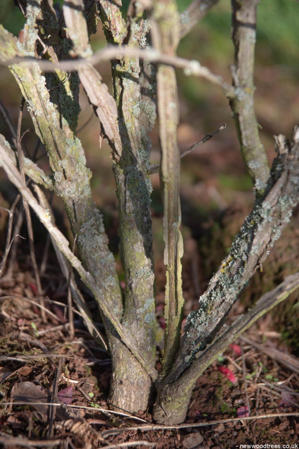 Euonymus alatus 4 1001x1500 1