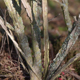 Euonymus alatus 4 1001x1500 1