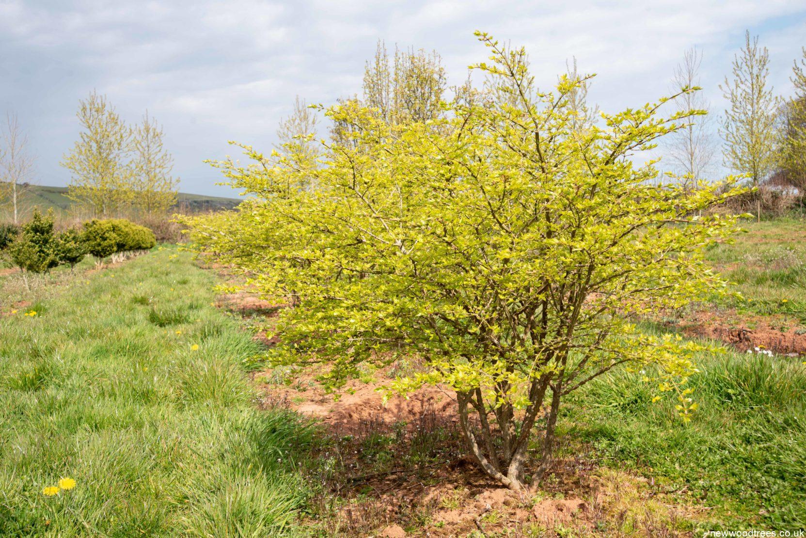 Euonymus alatus 5 1 1663x1110 1
