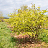 Euonymus alatus 5 1 1663x1110 1