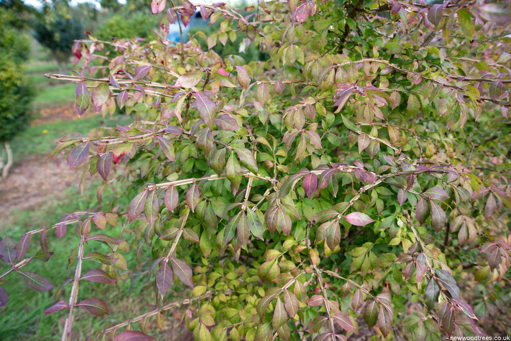 Euonymus alatus 6 1663x1110 1