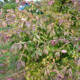Euonymus alatus 6 1663x1110 1