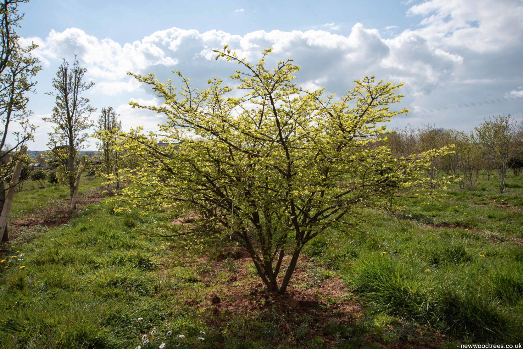 Euonymus alatus 7 1663x1110 1