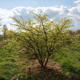 Euonymus alatus 7 1663x1110 1