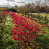 Euonymus alatus Chicago Fire 1 1663x2491 1