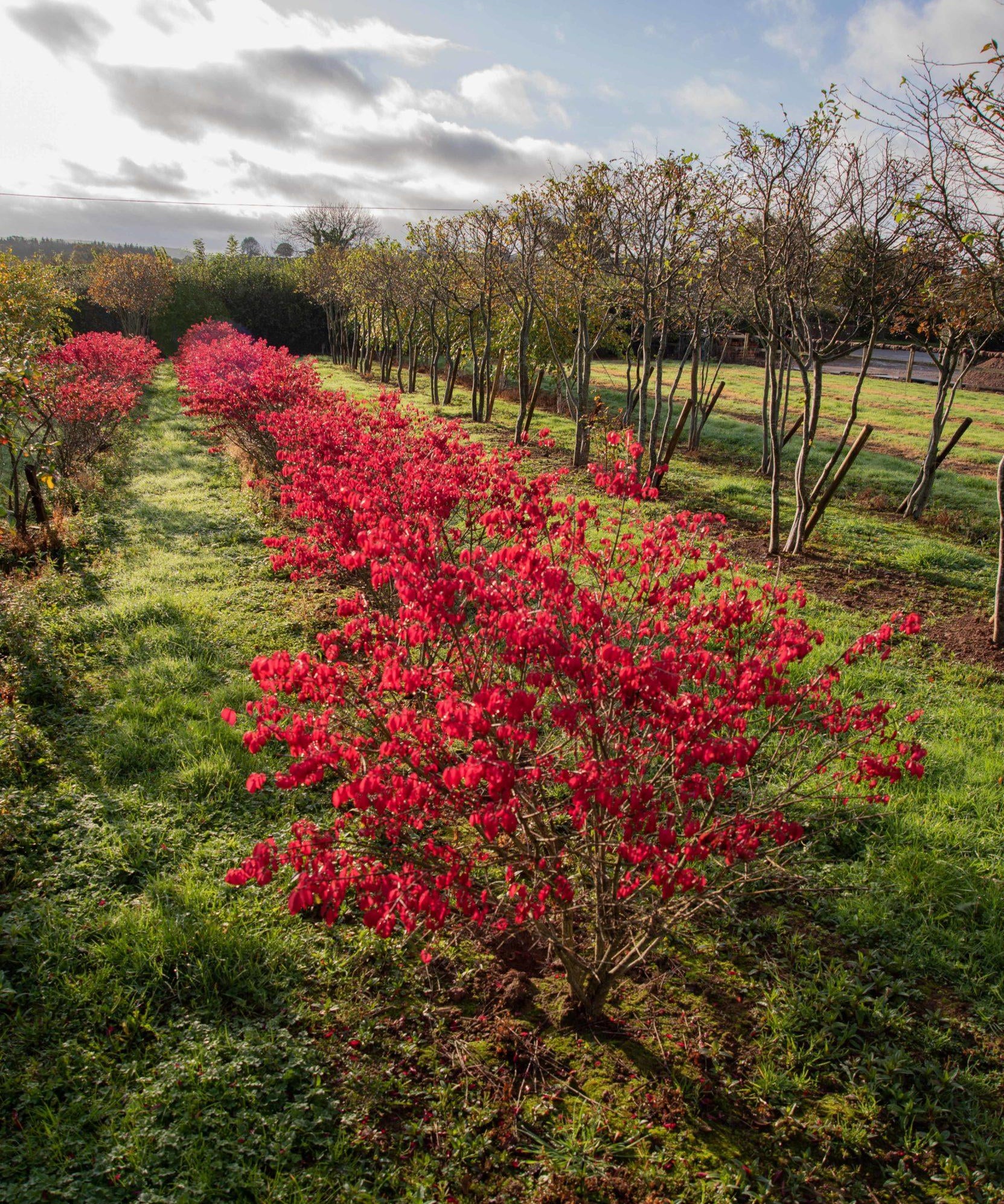 Euonymus alatus Chicago Fire 1 1663x2491 1