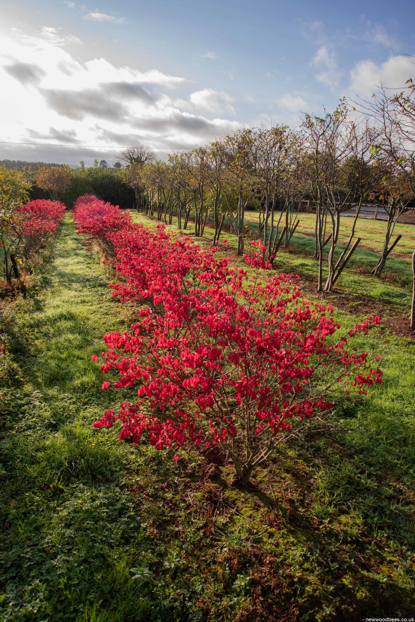 Euonymus alatus Chicago Fire 1 1663x2491 1