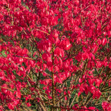 Euonymus alatus Chicago Fire 1663x1110 1