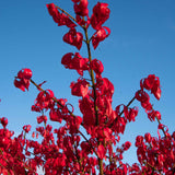 Euonymus alatus Chicago Fire 2 1663x2491 1