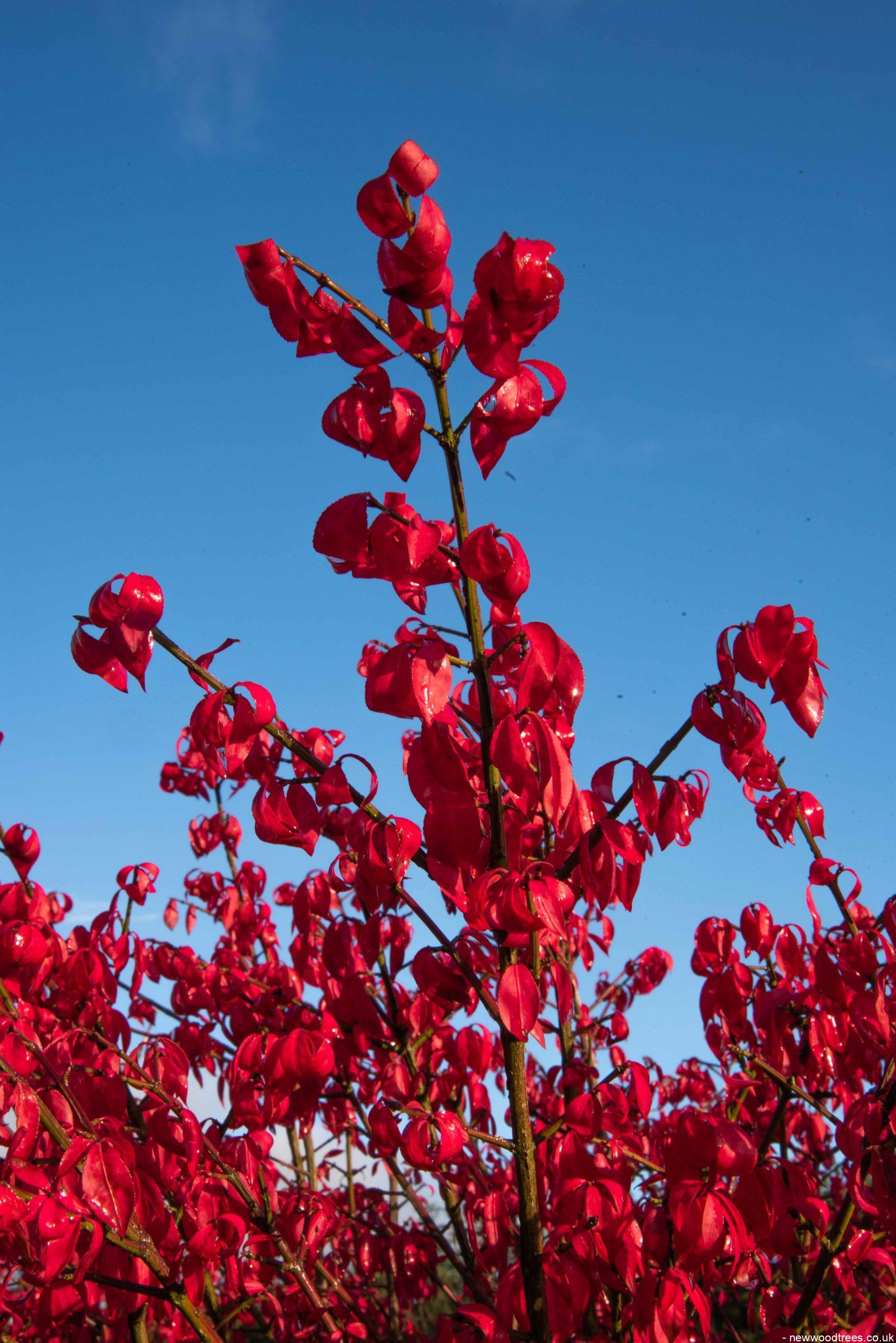 Euonymus alatus Chicago Fire 2 1663x2491 1