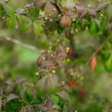 Euonymus alatus grown by New Wood Trees