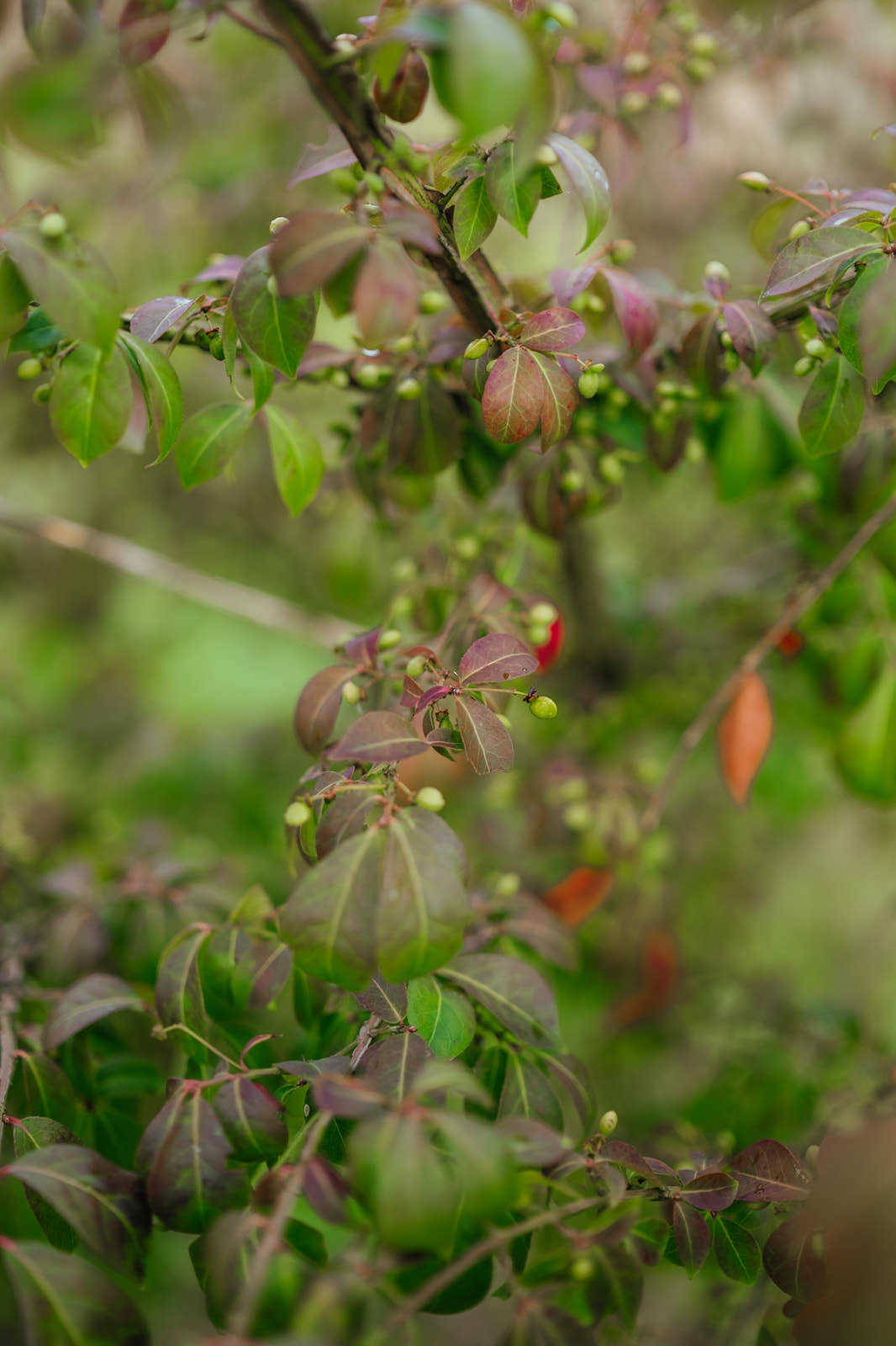 Euonymus alatus grown by New Wood Trees