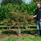 Euonymus alatus grown by New Wood Trees