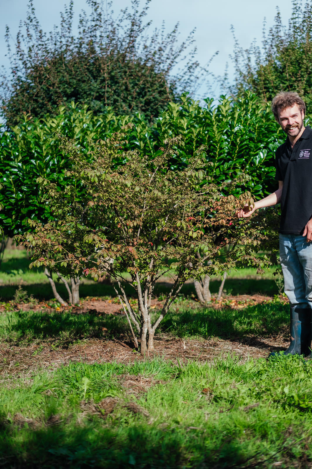 Euonymus alatus grown by New Wood Trees