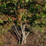 Euonymus alatus grown by New Wood Trees