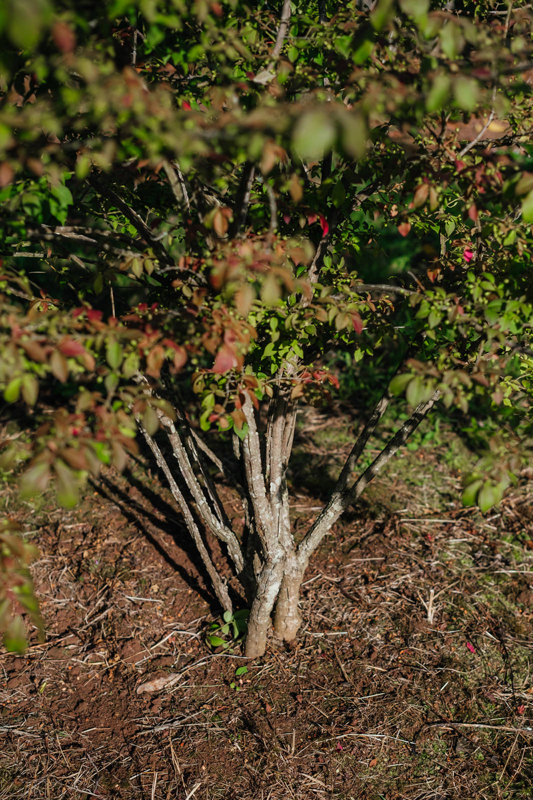 Euonymus alatus grown by New Wood Trees