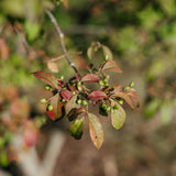 Euonymus alatus grown by New Wood Trees