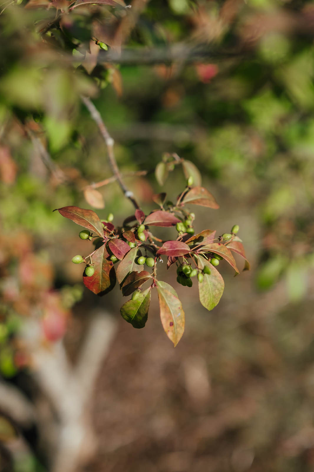 Euonymus alatus grown by New Wood Trees