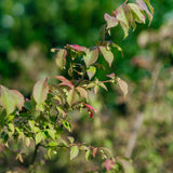 Euonymus alatus grown by New Wood Trees