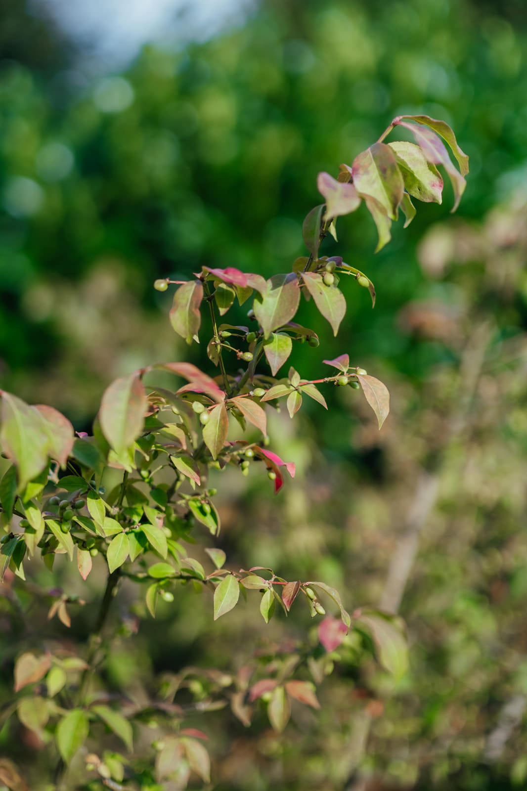 Euonymus alatus grown by New Wood Trees