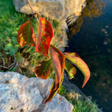 Euonymus europaeus 1 1 1663x2217 1