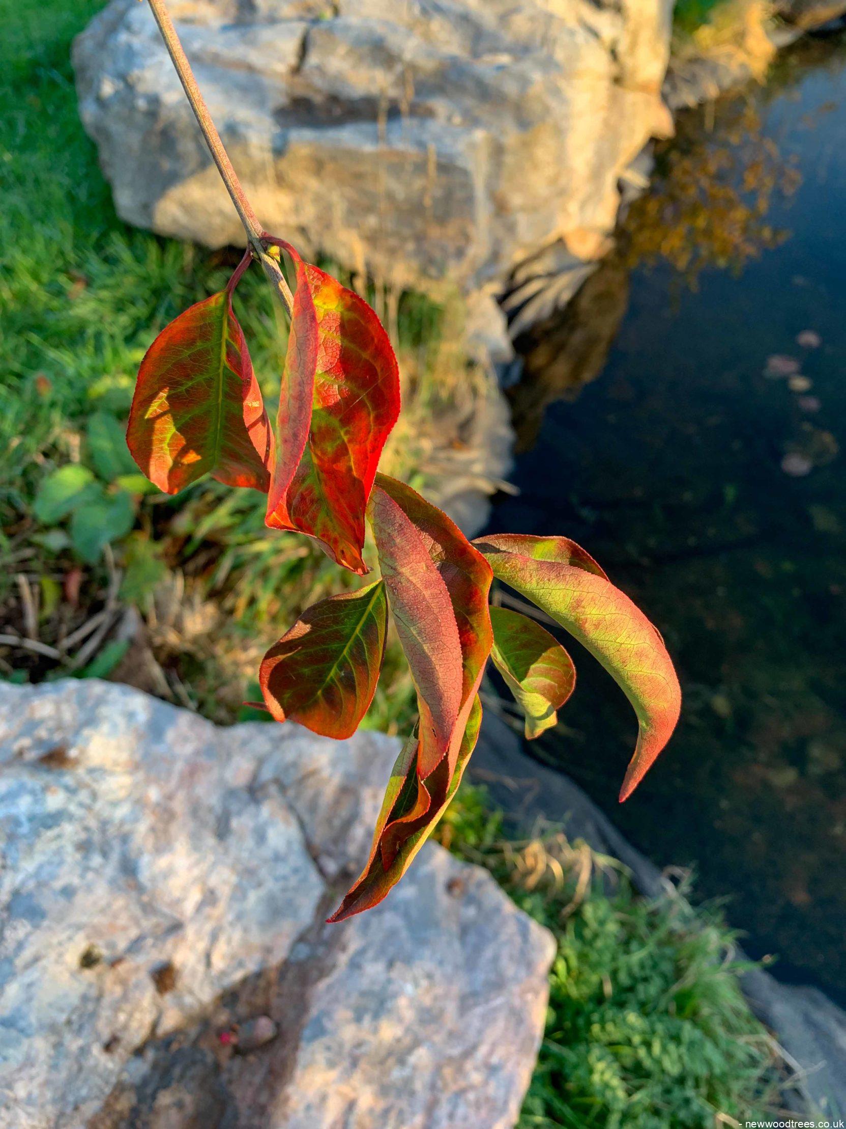 Euonymus europaeus 1 1 1663x2217 1