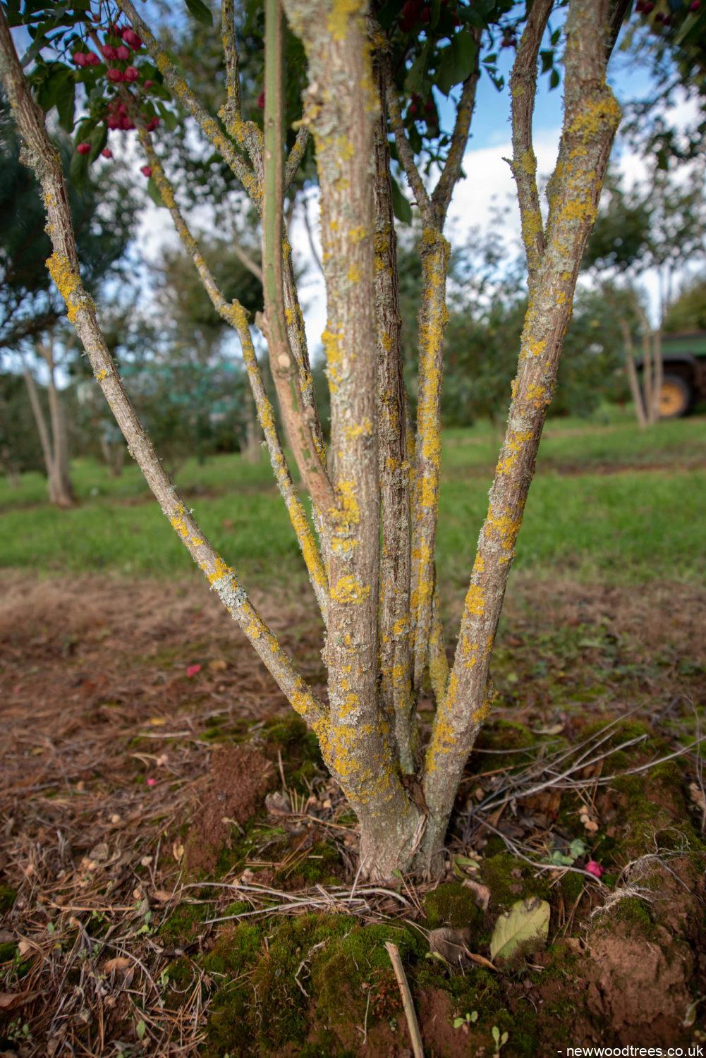 Euonymus europaeus 1001x1500 1