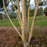 Euonymus europaeus 1001x1500 1