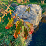 Euonymus europaeus 2 1 1663x2217 1
