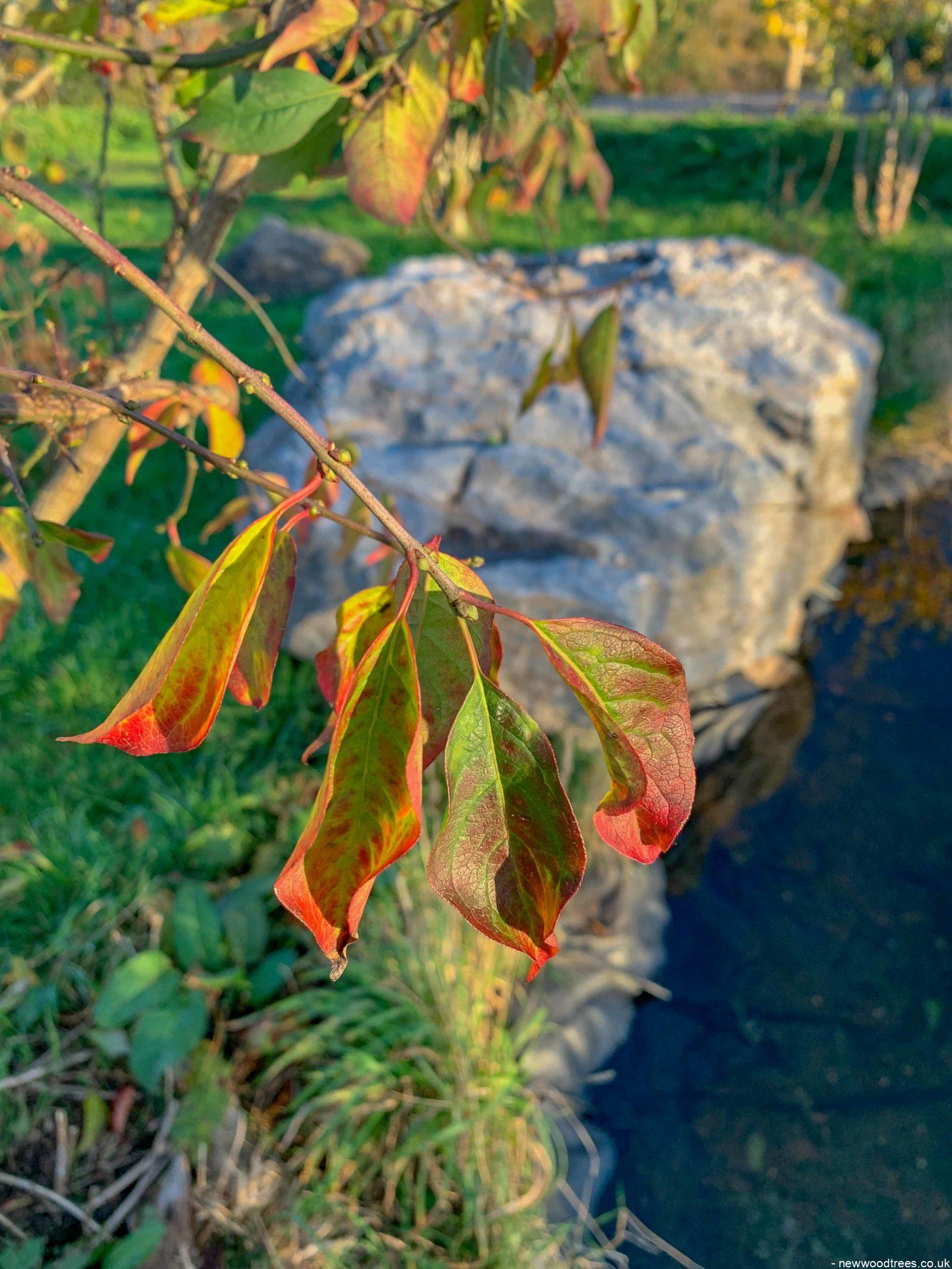 Euonymus europaeus 2 1 1663x2217 1