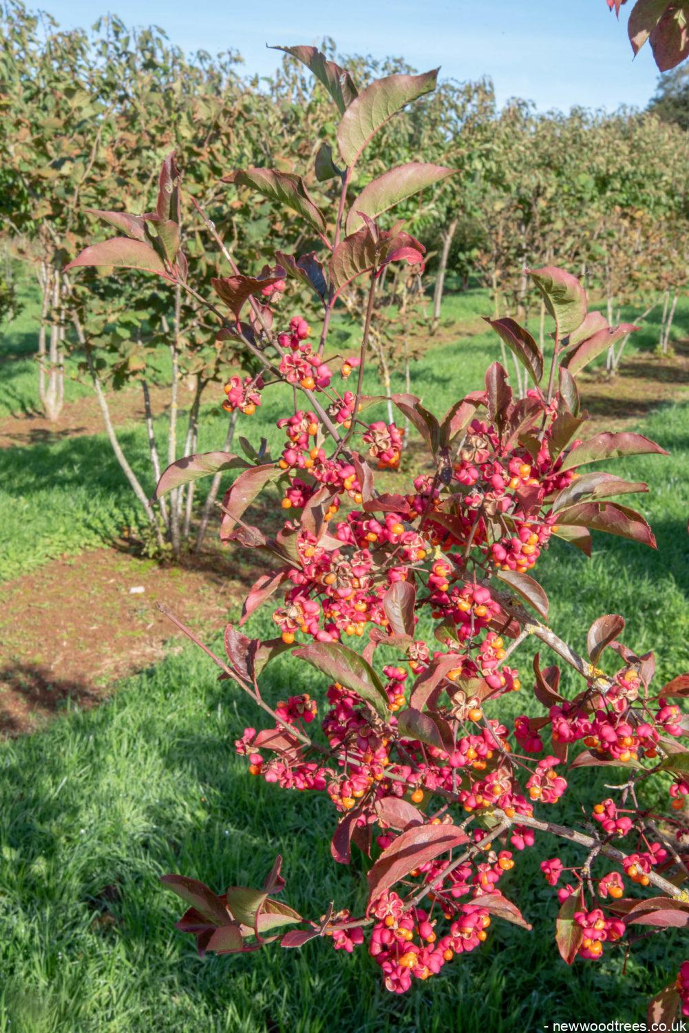Euonymus europaeus 2 1001x1500 1