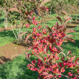 Euonymus europaeus 2 1001x1500 1